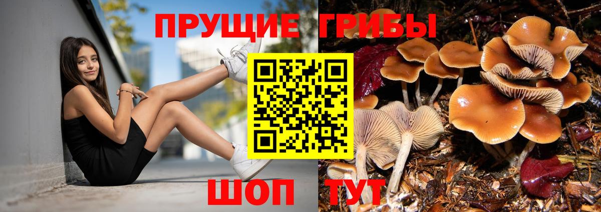 Псилоцибиновые грибы мухоморы  что такое наркотик  Псилоцибиновые грибы Psilocybine cubensis  Вольск  Вход с VPN 